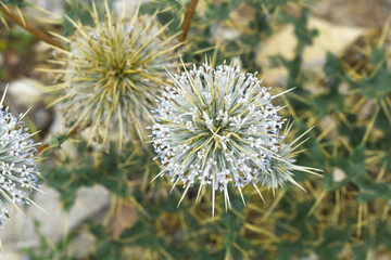 Fototapeta premium Echinops sphaerocephalus, Echinops sphaerocephalus known as Great Globe Thistle or Pale Globe Thistle, A summer plant in the wild in a meadow, Wild flower with thorns and spines bloomed