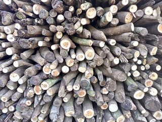 Stacked Firewood Logs Texture with Exposed End Grain