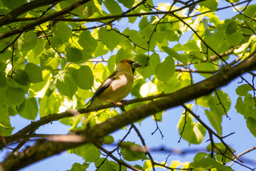 Hawfinch (Coccothraustes coccothraustes),male bird of this great colorful songbird  wildlife in nature.