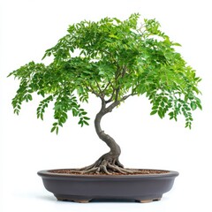 Beautiful green bonsai tree displayed in a pot on a white background