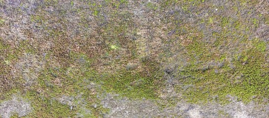 Top Down View of Mossy Grungy Concrete Surface
