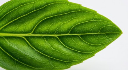 Closeup of a vibrant green leaf highlighting its detailed venation against a clean white backdrop