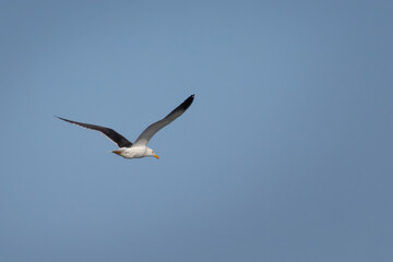 Lesser Black-backed Gull\\n(Larus fuscus) in flight