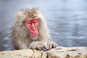 Snow monkey taking a relaxing bath in a hot spring, Yudanaka Onsen, Jigokudani Monkey Park, Nagano Prefecture, Japan