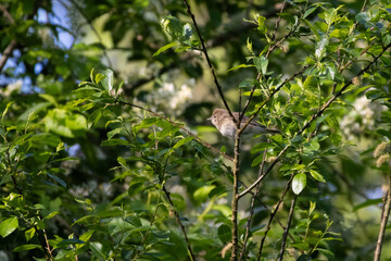 Obraz premium Garden warbler, Sylvia borin. A bird sits on a tree