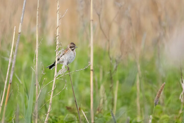 Reed Bunting, male Reed Bunting Emberiza schoeniclus