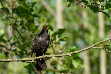 male common blackbird perching on a twig close-up