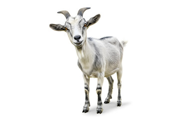 Obraz premium A delightful goat with its horns. The goat has a unique appearance, with its horns and expressive eyes