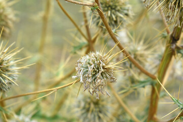 Echinops sphaerocephalus, Echinops sphaerocephalus known as Great Globe Thistle or Pale Globe Thistle, A summer plant in the wild in a meadow, Wild flower with thorns and spines bloomed