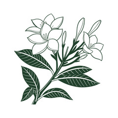 Fototapeta premium Elegant line art drawing of jasmine flowers and leaves