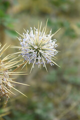 Echinops sphaerocephalus, Echinops sphaerocephalus known as Great Globe Thistle or Pale Globe Thistle, A summer plant in the wild in a meadow, Wild flower with thorns and spines bloomed