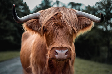 Scottish Highland Cow close up.
