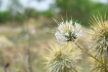 Echinops sphaerocephalus, Echinops sphaerocephalus known as Great Globe Thistle or Pale Globe Thistle, A summer plant in the wild in a meadow, Wild flower with thorns and spines bloomed