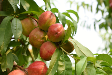 Fresh Ripe nectarine fruits on a tree branch with leaves closeup, A bunch of ripe nectarine, Ripe delicious fruit nectarine on the tree, Ripe sweet nectarines fruits grow on a nectarine tree branch