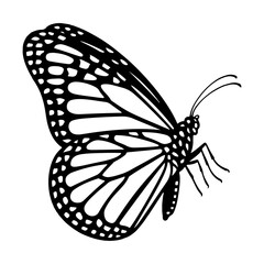 Illustration of a butterfly with detailed wing patterns in black and white monochrome design style