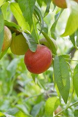 Fresh Ripe nectarine fruits on a tree branch with leaves closeup, A bunch of ripe nectarine, Ripe...