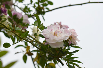Rosa great maiden's blush pink white flower, Spring Flowering Soft pink white Flower Heads on an Old English Rose (Rosa 'Great Maiden's Blush) with leaves, Pink double Alba rose Maiden's Blush flowers