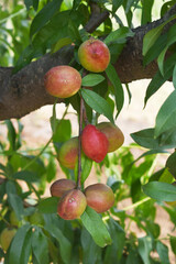 Fresh Ripe nectarine fruits on a tree branch with leaves closeup, A bunch of ripe nectarine, Ripe delicious fruit nectarine on the tree, Ripe sweet nectarines fruits grow on a nectarine tree branch