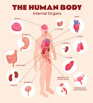 Human Body Internal organs Isometric Composition
