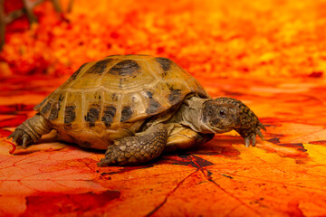 Tortoise on autumn leaves background