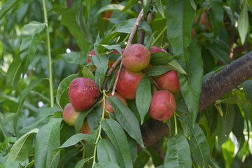 Fresh Ripe nectarine fruits on a tree branch with leaves closeup, A bunch of ripe nectarine, Ripe delicious fruit nectarine on the tree, Ripe sweet nectarines fruits grow on a nectarine tree branch