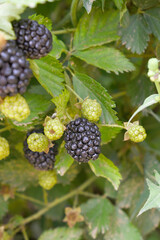 Natural food - fresh ripe blackberries in a garden. Bunch of ripe blackberry fruit - Rubus fruticosus - on branch with green leaves on a farm. Close-up, blurred background. Chakwal, Punjab, Pakistan