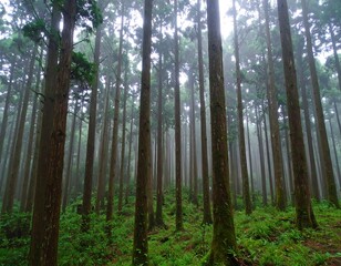 Obraz premium Misty forest of tall trees