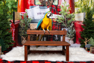 Parrot in festive holiday setting