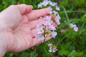  Close-up of a human hand gently touching wild cuckooflowers (Cardamine pratensis) in a spring...