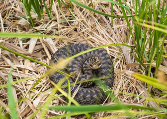 Close-up of a European adder (Vipera berus) coiled in dry grass and looking directly at the camera....