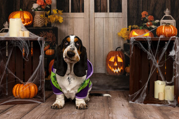 Basset Hound dog dressed for Halloween with pumpkins