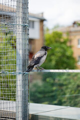A gray-black crow sits on a glass fence and looks sideways at the photographer