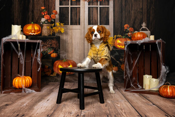 Dog in tiger costume for Halloween