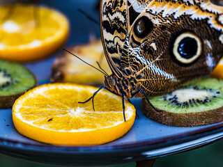 Schmetterling