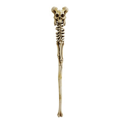 Human skeleton bones isolated on transparent background