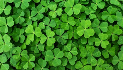Lush Green Clover Leaf Background. (1)