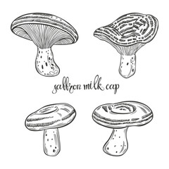 Saffron milk cap. Hand drawn isolated vector illustrations. Line art. For packaging design, advertising, menus, magazines, recipes.