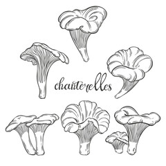 Chanterelles. Hand drawn isolated vector illustrations. Line art. For packaging design, advertising, menus, magazines, recipes.