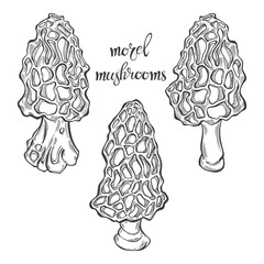Morel mushrooms. Hand drawn isolated vector illustrations. Line art. For packaging design, advertising, menus, magazines, recipes.