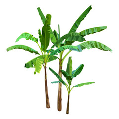 Green Banana Palm Trees isolated on a white background. Desert and tropical houseplants. 
