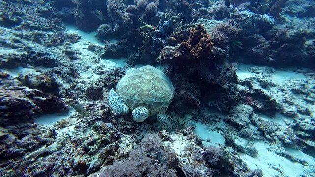 Maratua, Indonesia: Underwater orbit footage of a sea turtle that swim on the coral reef of the in Maratua in the Derawan islands in Borneo Indonesia side during a scuba diving. 