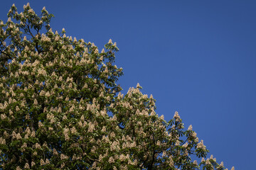 Springtime Beauty: Horse Chestnut Tree Canopy Against Clear Sky