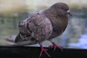 Pigeon Perched Quietly on a Dark Surface in Natural Light