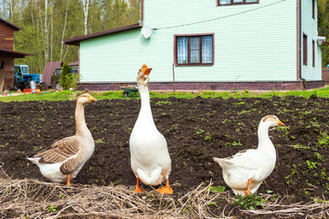 Three domestic geese walk in the village yard. Growing poultry.