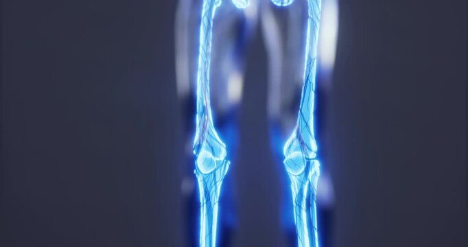 This visual representation focuses on the human skeleton, specifically showcasing the pelvic area and its intricate anatomical structure. It provides a clear look at bones.