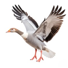 Goose animal flying bird.