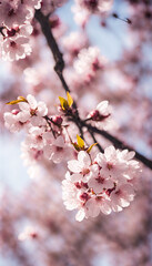 Obraz premium Spring composition with sakura flowers, soft focus. Background. 
