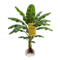 Illustration of banana isolated on transparent background. Tropical fruit. Food clip art. Healthy fruit.