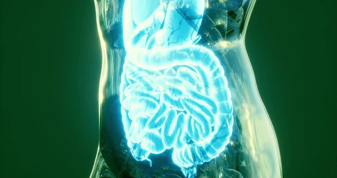 This visualization showcases the human digestive system, highlighting key organs like the stomach and intestines. The glowing design illustrates their connections and functional layout clearly.