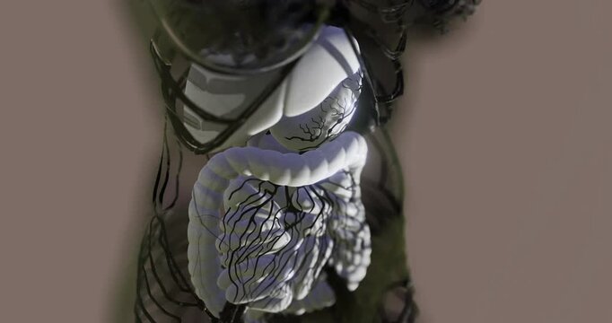 This representation illustrates the human digestive system, showcasing key organs such as the stomach, intestines, and liver. It highlights their structural connections and functions clearly.